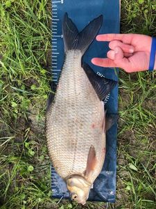 Common Bream