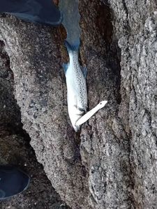 Spotted Seabass