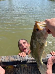 Black Bass (Achigan à Grande Bouche)