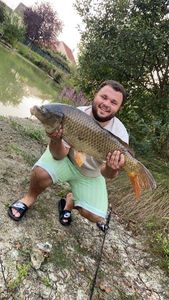 Common Carp
