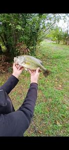Smallmouth Bass