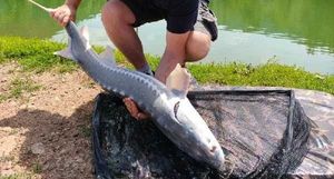 Sturgeon