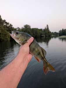 European Perch