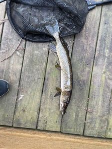 Northern Pike