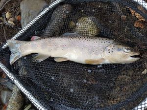 Brown Trout