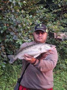 Zander