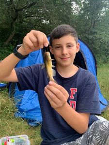 Black Bullhead