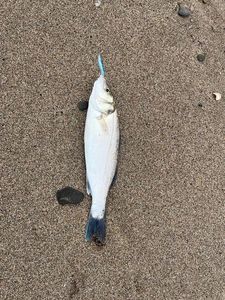 European Bass (Seabass)