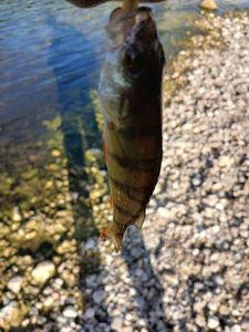 European Perch