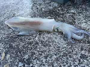 European Squid