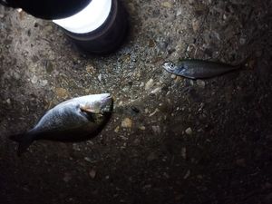 Gilthead Seabream