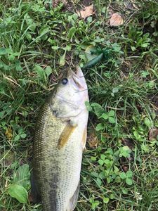 Largemouth Bass