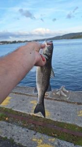 European Bass (Seabass)