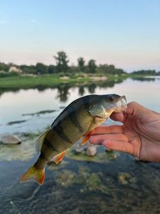 European Perch