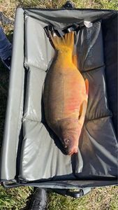 Leather Carp