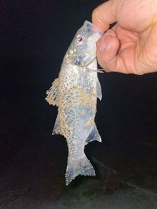 Spotted Seabass
