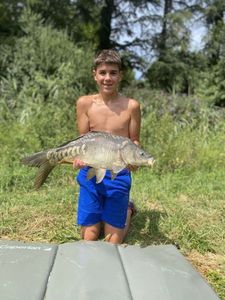 Mirror Carp