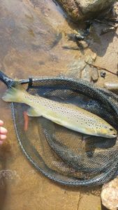 Brown Trout