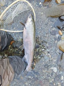 Coho Salmon