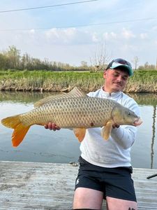Common Carp