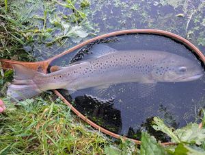 Brown Trout