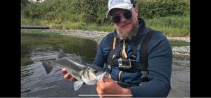 European Bass (Seabass)