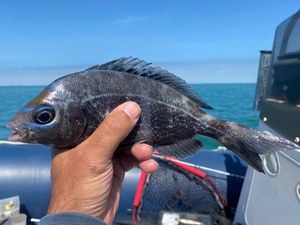 Black Seabream