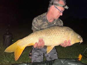 Common Carp