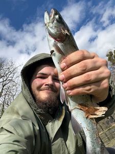 Rainbow Trout