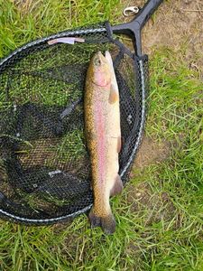 Cutthroat Trout
