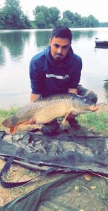 Common Carp