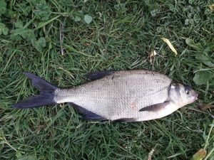 Common Bream