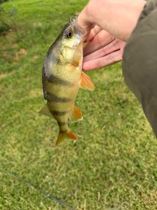 European Perch