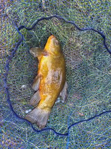 Tench