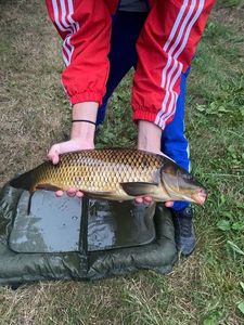 Common Carp