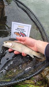 Brown Trout