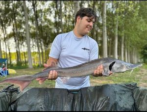 Shortnose Sturgeon