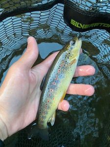 Brown Trout