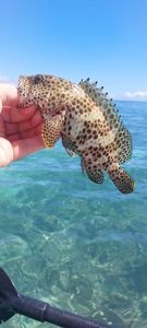Brown Grouper (Dusky)