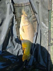 Mirror Carp