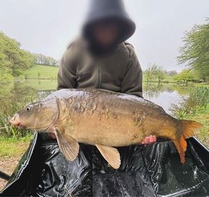 Mirror Carp