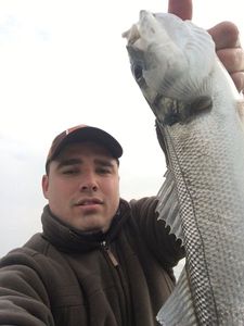 European Bass (Seabass)