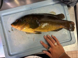 Ballan Wrasse
