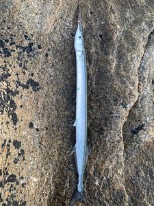 Garfish