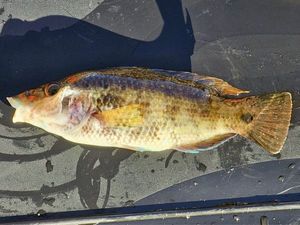 Corkwing Wrasse