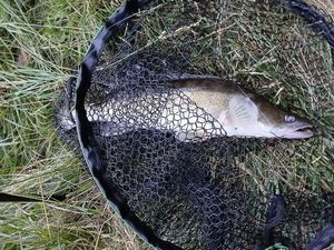 Zander