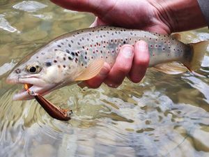 Brown Trout
