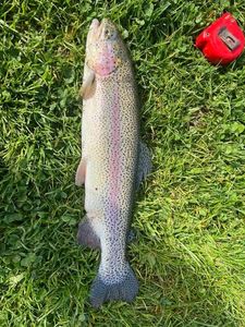 Rainbow Trout