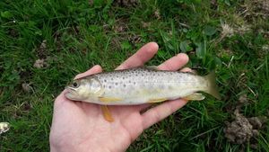 Brown Trout