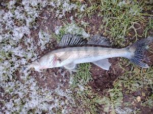 Zander